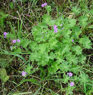 Geranium pusillum - Zwerg-Storchschnabel