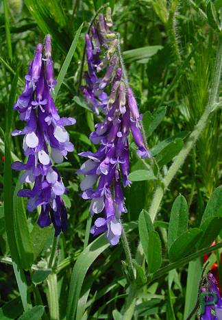 Vicia villosa - Zottel-Wicke