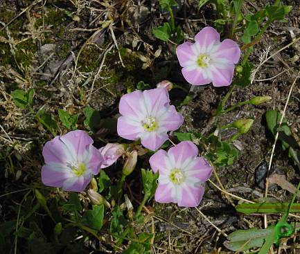 Convolvulus arvensis - Ackerwinde