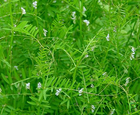 Vicia hirsuta - Rauhaar-Wicke