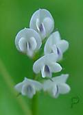 Vicia hirsuta - Rauhaar-Wicke