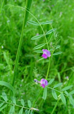 Vicia angustifolia - Schmalblatt-Wicke