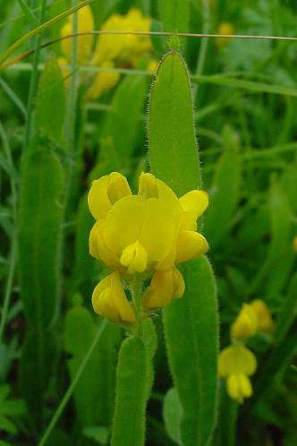 Genista sagittalis - Genistella sagittalis - Chamaespartium sagittale - Flügel-Ginster