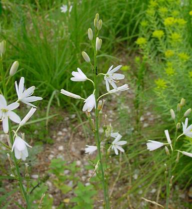 Anthericum liliago - Astlose Graslilie