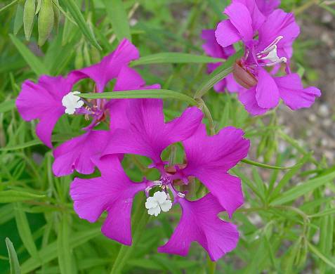 Clarkia pulchella - Mandelröschen