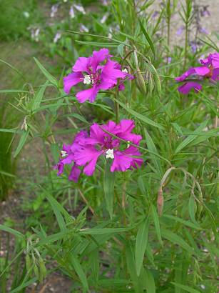 Clarkia pulchella - Mandelröschen