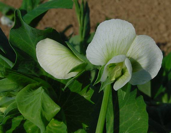 Pisum sativum - Erbse - garden pea