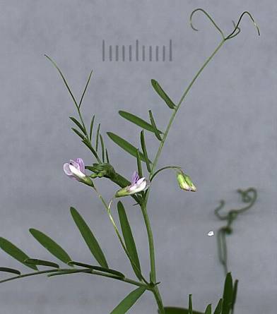 Vicia tetrasperma - Viersamige Wicke