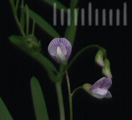Vicia tetrasperma - Viersamige Wicke