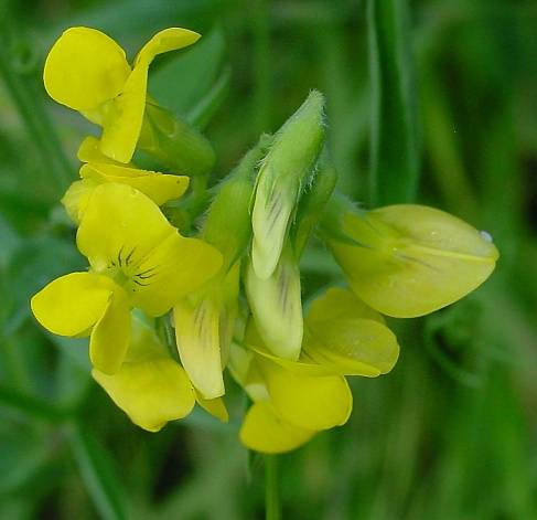 Lathyrus pratensis - Wiesen-Platterbse