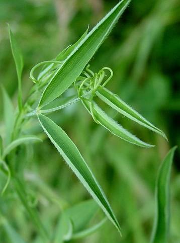 Lathyrus pratensis - Wiesen-Platterbse