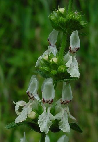 Stachys recta - Aufrechter Ziest