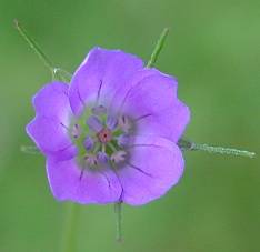 Geranium columbinum - Tauben-Storchschnabel