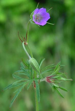 Geranium columbinum - Tauben-Storchschnabel