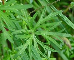 Geranium columbinum - Tauben-Storchschnabel