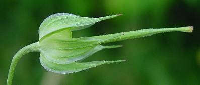 Geranium columbinum - Tauben-Storchschnabel