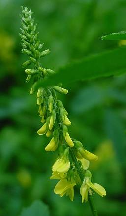 Melilotus officinalis - Echter Steinklee