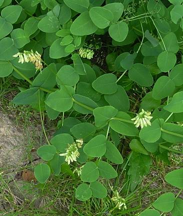 Vicia pisiformis - Erbsen-Wicke