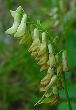 Vicia pisiformis - Erbsen-Wicke