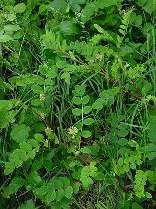 Astragalus glycyphyllos - Süßer Tragant