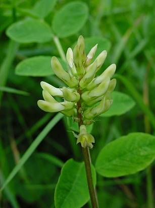 Astragalus glycyphyllos - Süßer Tragant