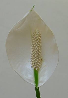 Spathiphyllum floribundum - Einblatt - spathe flower