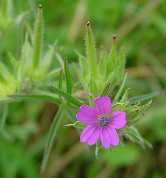 Geranium dissectum - Schlitzblättriger Storchschnabel