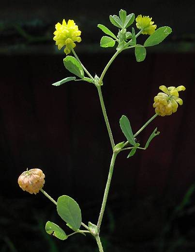 Trifolium campestre - Feldklee