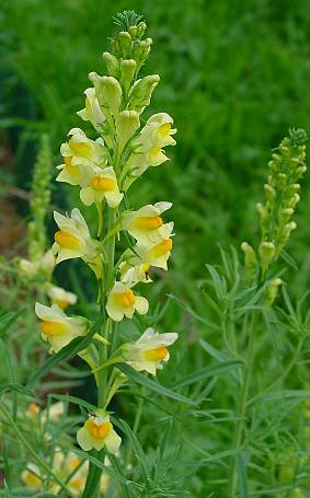 Linaria vulgaris - Gemeines Leinkraut