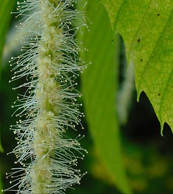 Castanea sativa - Esskastanie