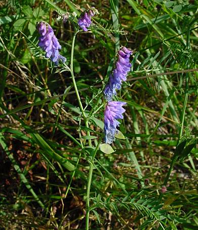 Vicia cracca - Vogel-Wicke