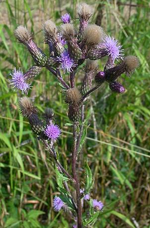 Cirsium arvense - Acker-Kratzdistel