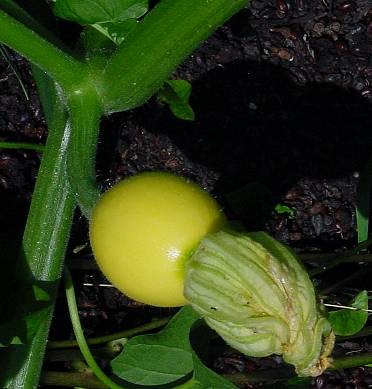Cucurbita pepo - Gartenkürbis