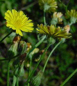 Crepis capillaris - Grüner Pippau