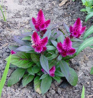 Celosia argenteavar. plumosa - Hahnenkamm