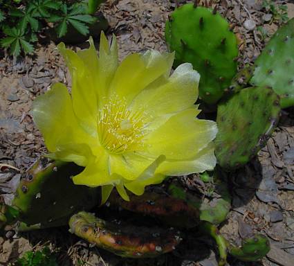 Opuntia humifusa - Feigen-Kaktus