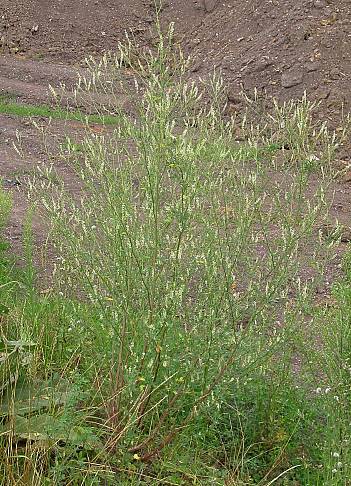 Melilotus albus - Weißer Steinklee