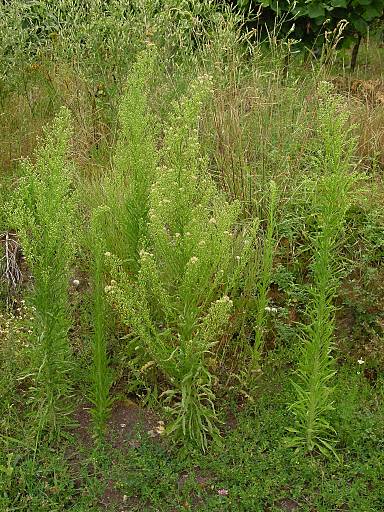 Conyza canadensis - Kanadisches Berufkraut