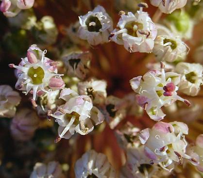 Allium porrum - Porree