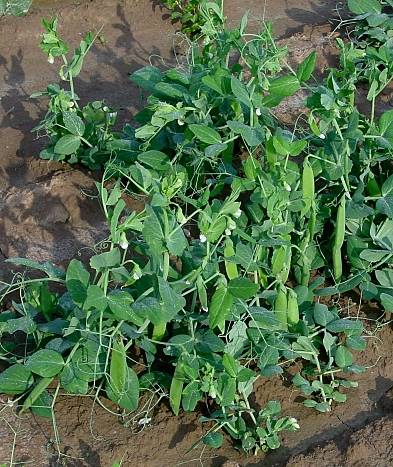 Pisum sativum ssp. sativum - Garten-Erbse