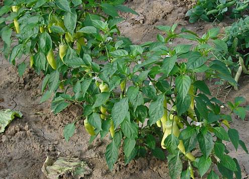 Capsicum annuum - Paprika