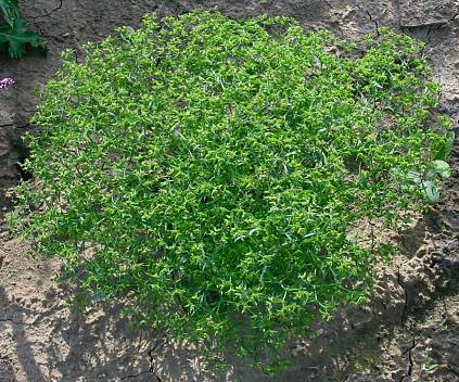 Euphorbia exigua - Kleine Wolfsmilch