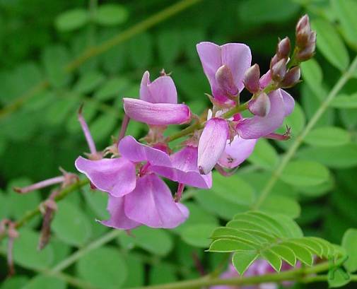 Indigofera gerardiana - Indigo-Strauch