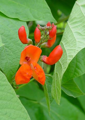 Phaseolus coccineus - Feuer-Bohne