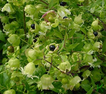 Cucubalus baccifer - Beeren-Taubenkropf