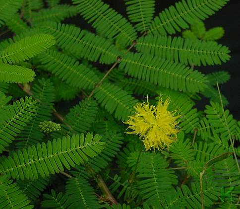 Neptunia oleracea - Wassermimose