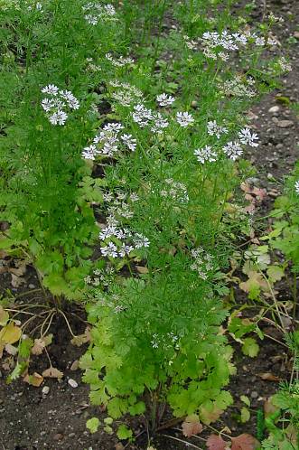 Coriandrum sativum - Koriander