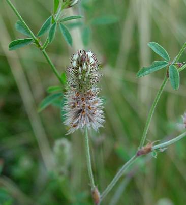 Trifolium arvense - Hasen-Klee