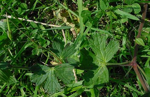 Geranium pyrenaicum - Pyrenäen-Storchschnabel