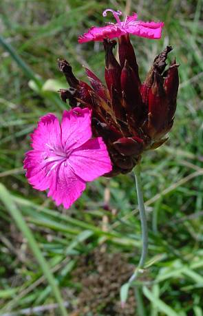 Dianthus carthusianorum - Karthäuser-Nelke